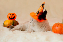 A Funny White British Cat In A Witch Hat For Halloween Is Lying On A Blanket Among Pumpkins
