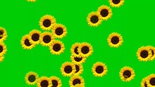 Animation Of Many Yellow Sunflowers Falling From The Top To The Bottom On Green Screen Background