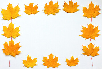 gold autumn concept. fall and autumn flat lay with golden maple leaves isolated on white background,