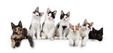 Fototapeta Koty - Row of seven Maine Coon cat kittens, sitting on a perfect row beside each other. All looking towards camera. isolated on a white background.