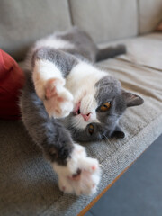 Sticker - British Shorthair cat stretches on the sofa