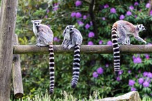 A Portrait Of 3 Ring Tailed Lemurs Sitting On A Wooden Beam In A Zoo. The Animals Are Looking Around. The Mammals Are Very Cute.