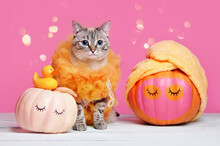 Grooming Halloween With A Cat Wearing Loofah Costume And Pumpkins With Towel Turban