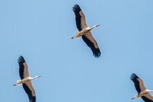 Flock Of White Storks Flying In The Sky
