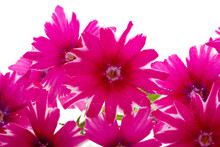 Pink Verbena Flowers Isolated