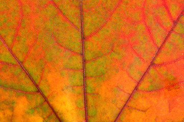 Poster - Texture of autumn maple leaf