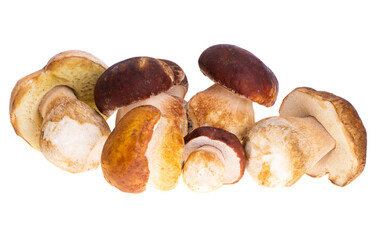 Sticker - Ceps isolated