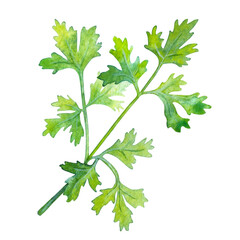 Watercolor illustration of parsley leaves on a white background.