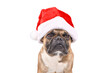 French Bulldog dog wearing a red Christmas Santa Claus hat in on transparent background