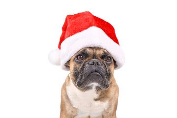 Wall Mural - French Bulldog dog wearing a red Christmas Santa Claus hat in on transparent background