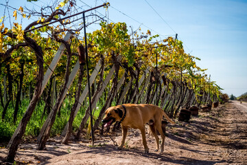 Naklejka na meble Vineyards and wineries in Mendoza Argentina. Wine production