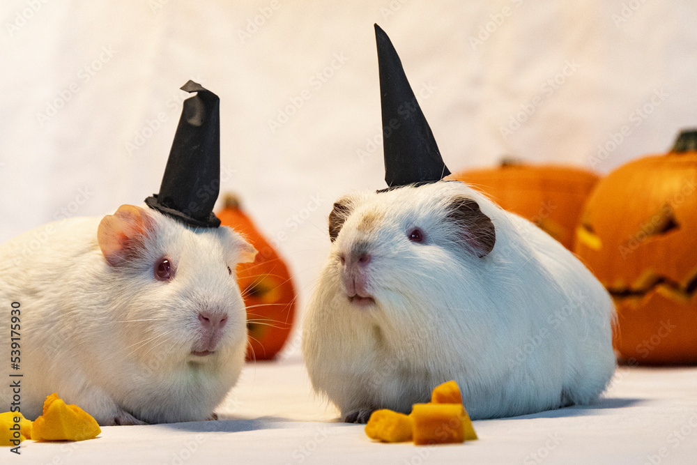 cute guinea pigs dressed up Guinea pigs dressed as witches with Halloween pumpkins in the background,  cute animals dressed up for Halloween, Jack O Lantern with evil face and  eyes, Halloween with pets Stock Photo