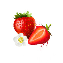 Strawberry Fruit And Flower Isolated On White Background. Garden Red Strawberry Fragaria Ananassa Widely Grown Hybrid Species Of The Genus Fragaria. Digital Art Watercolor Illustration.