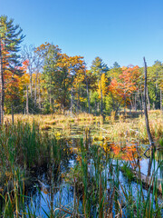 Wall Mural - Pond in autumn under a blue sky