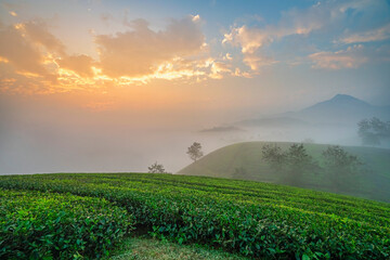 Wall Mural - THE TEA PLANTATIONS BACKGROUND , TEA PLANTATIONS IN MORNING LIGHT. LONG CO, PHU THO, VIETNAM