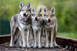 Familie tschechoslowakischer Wolfhunde