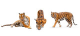 Fototapeta Dziecięca - collection, royal tiger (P. t. corbetti) isolated on white background clipping path included. The tiger is staring at its prey. Hunter concept.