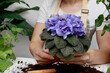 Woman gardener potting new plant and Repotting pot for House plant .Plants care concept