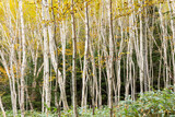 Fototapeta Sypialnia - 秋の高原の風景　志賀高原の紅葉