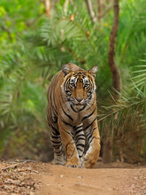 Bengal Tiger (Panthera Tigris) Walking On Path Through Jungle. Ranthambhore National Park, India. 
