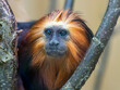 © NaturePL - Golden-headed lion tamarin (Leontopithecus chrysomelas) portrait, captive.