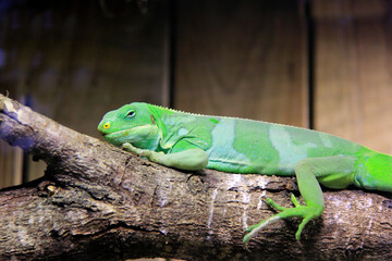 Poster - repos du gros lézard