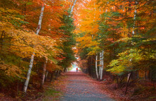 People Walking Their Dogs Down A Colourful Autumn Path In The Forest In Canada