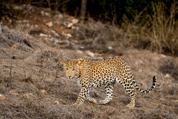 wild male leopard or panther or panthera pardus fusca side profile walking with eye contact in dry summer season at jhalana leopard reserve forest jaipur rajasthan india asia