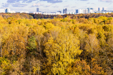 Wall Mural - yellow autumn forest and modern high-rise buildings on horizon on sunny day