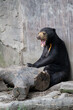 A sitting sun bear open his mouth wide. Fight and quarrel concept.