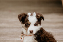 Border Collie Pup Portrait