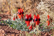 © Austockphoto - Sturt's desert pea flowering in the wild