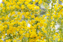 Yellow Blossoms Of Sand Heath Wattle