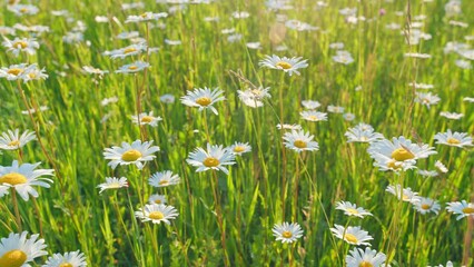 Wall Mural - Field of white daisies in wind swaying. Flower meadow with white beautiful flowers. Slow motion.