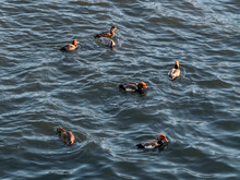 Flock Of Red-crested Pochards Or Netta Rufina. Few Large Diving Duck At Water.