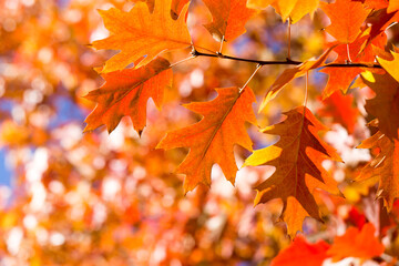 Sticker - Autumn leaves. Colorful foliage in the park. Fall season concept. maple leaves with blurry blue background.