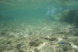 Fototapeta Do akwarium - 鳩間島のサンゴ礁