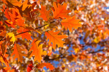 Sticker - Autumn leaves. Colorful foliage in the park. Fall season concept. maple leaves with blurry blue background.