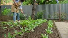 Steadicam Bottom-up Shot Of A Busy Eco Farmer, A Woman Agriculturist In A Straw Hat And A Beige Apron, Is Weeding A Vegetable Garden In The Backyard Of Her Country House. Autumn Cleaning In The Garden