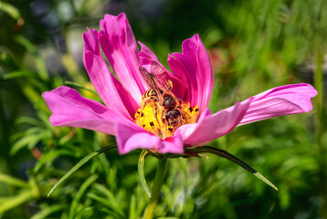 Sticker - Bee on a pink dahlia flower blossom