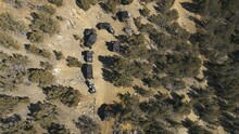 Aerial-Top Down-Group Of Side By Side Off Road Vehicles Stopped Along A Small Dirt Road In The Desert Amid Juniper Trees.