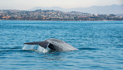 Wall Mural - Blue whale tail fluke rising off Dana Point