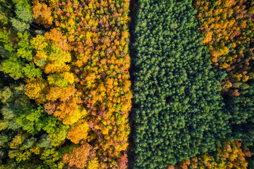 Wall Mural - Abstract drone view on autumn colorful forest