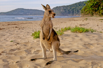 Sticker - Eastern grey kangaroo