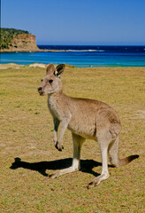 Sticker - Eastern grey kangaroo