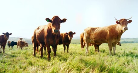 Wall Mural - Farm, nature and cow field in countryside with peaceful animals eating and relaxed in sunshine. Livestock, farming and cattle for South Africa agriculture with green grass in pasture landscape.