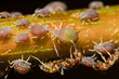 Group of Argentine ants, Linepithema humile, caring for aphids