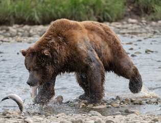 Poster - Alaskan brown bear at McNeil River