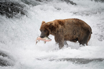 Canvas Print - Alaskan brown bear at McNeil River