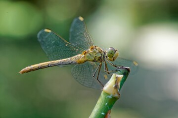 Wall Mural - Closeup shot of Vagrant darter